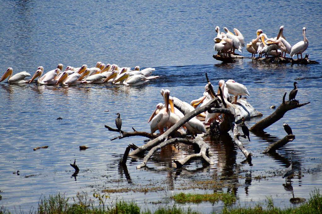 Lake Nakuru N.P.